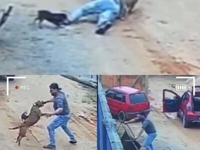 “TENTEI NÃO MACHUCAR O ANlMAL!”: Morador é atacado por pitbull após portão abrir em São João Batista e imobiliza cão no chão